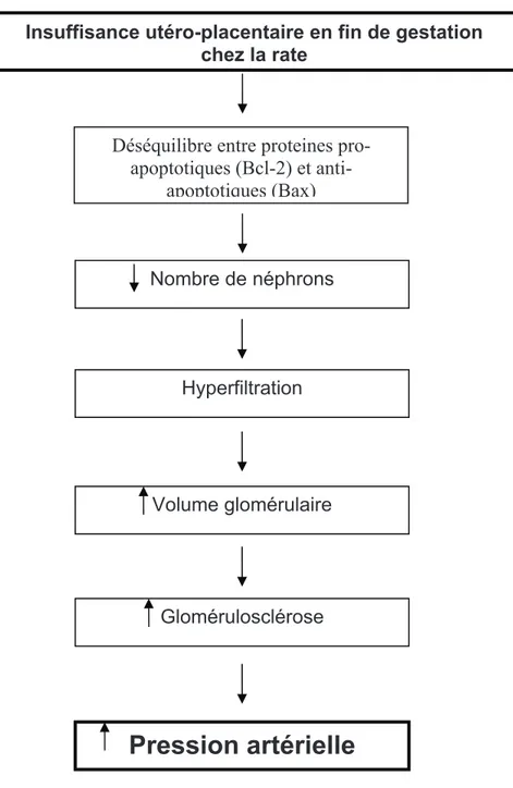 Figure 3 : Relation entre insuffisance utéro-placentaire et l’augmentation de la pression 