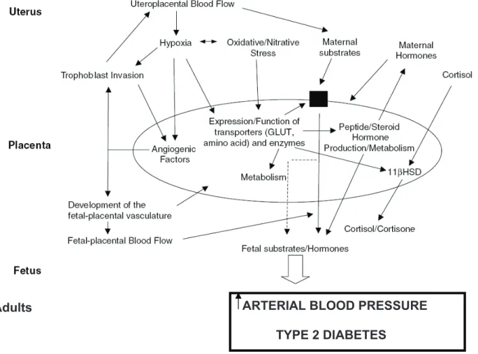 Figure 4 : Programmation développementale de l’hypertension et du diabète de type 2 à la 