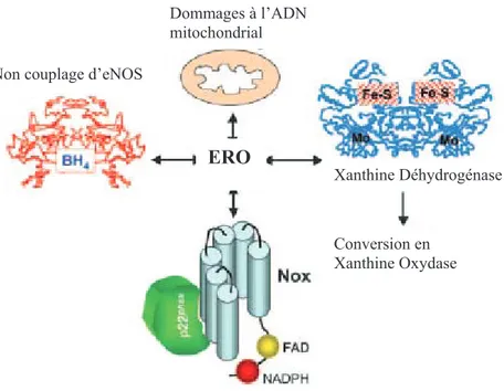 Figure 7 : Les principales sources d’espèces réactives de l’oxygène (ERO); adaptée de 