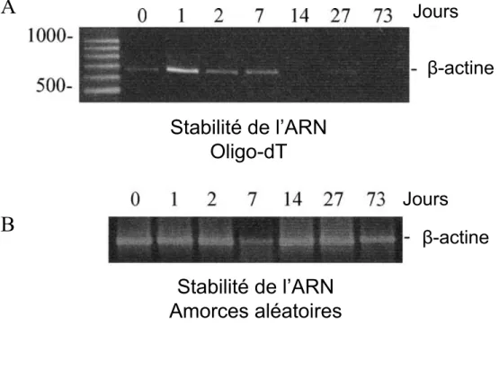 Figure 1.6 : Stabilité de l’ARN selon la méthode de transcriptase inverse choisie.   Des amorces d’oligo-dT (A) ou des amorces aléatoires (B) ont été utilisées dans la  réaction de RT pour la création d’une banque d’ADNc à partir d’ARN total extrait de  ta