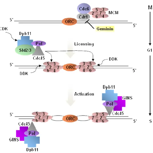 Figure  1.2  Initiation  of  DNA  replication  in  eukaryotes.  Replication  origins  are 