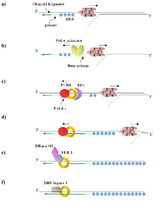 Figure  1.3  The  process  of  DNA  replication  in  S-phase.  The  events  taking  place  during 