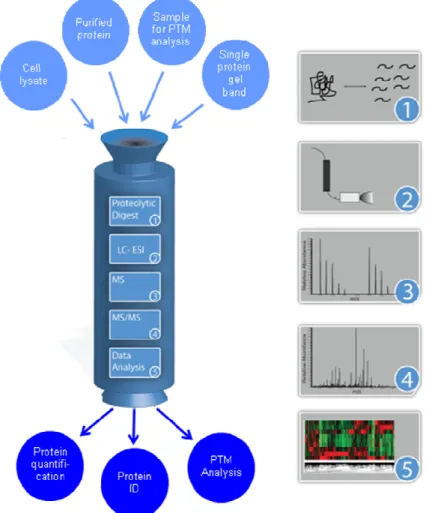 Figure 1.6 General workflow of a typical mass spectrometry experiment. Samples can 