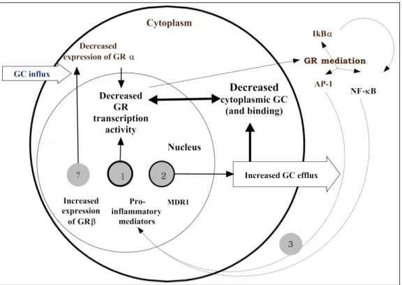 Figure 5. Proposed mechanisms of variation in response to CS 