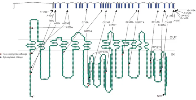 Figure  7.  Polymorphisms  in  ABCB1  with  a  minor  allele  frequency  >5%,  as  confirmed  by  genotyping in Ensembl, as of January 2006