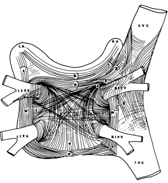 Figure 2. Schematic of superficial muscular fibres of the left atrium. 