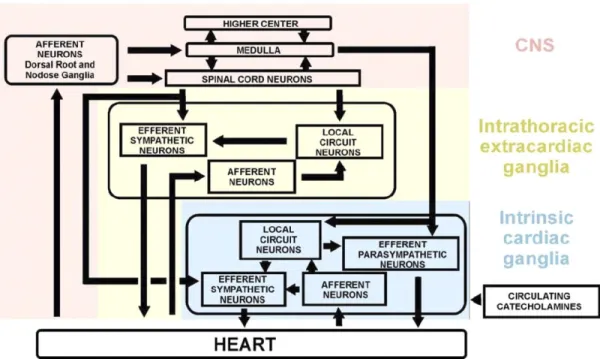 Figure 3 Proposed model for the cardiac neuronal hierarchy, emphasizing the 