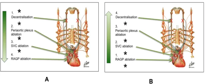 Figure 14. Experimental protocol. 