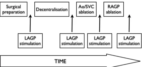 Figure 15. Experimental protocol timeline.  