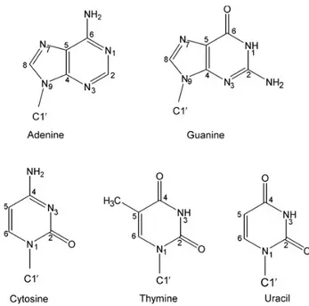 Figure 3. The five bases of DNA and RNA.