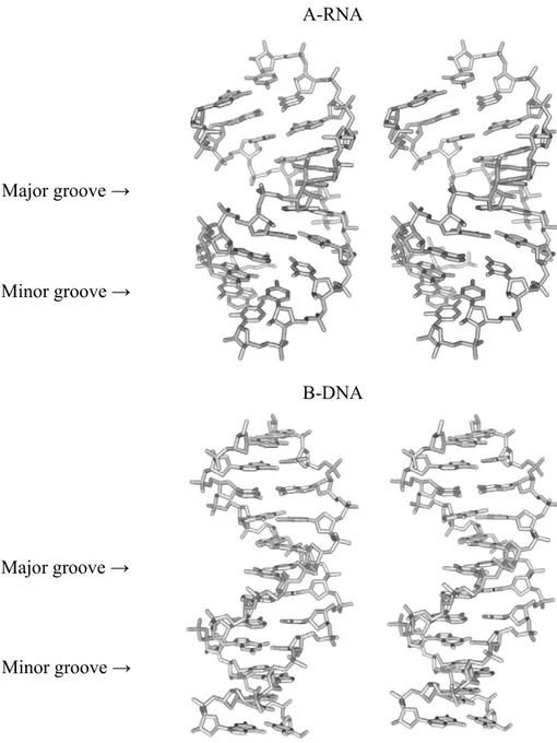 Figure 4. A-RNA and B-DNA structures. 