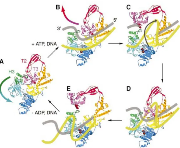 Figure 2.4 – Modèle hypothétique représentant le surenroulement positif de l’ADN par la reverse gyrase