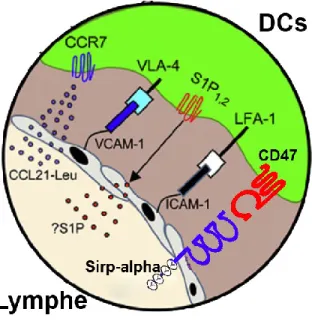 Figure 12: L’interaction CD47/Sirp-α+ favorise la migration des DCs 