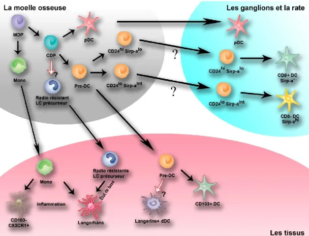 Figure 13: Le développement des DCs modifié 