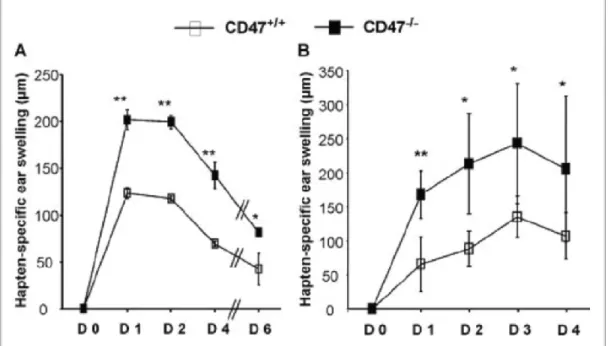 Figure 16: Une DTH exubérante induite par les lymphocytes T CD47 -/-  (Modèle 