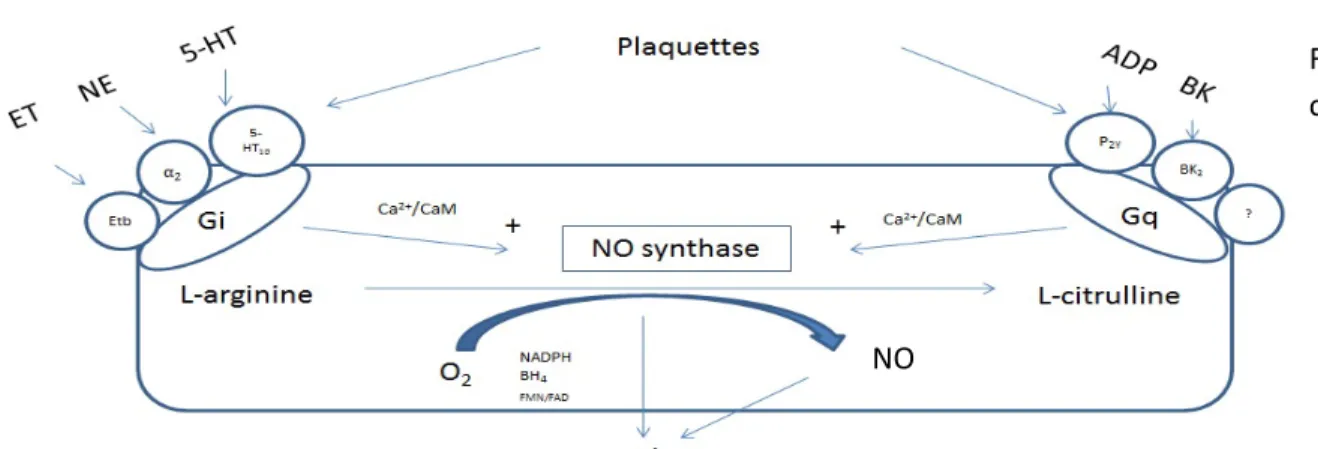 Figure 1. Synthèse du monoxyde d’azote. 