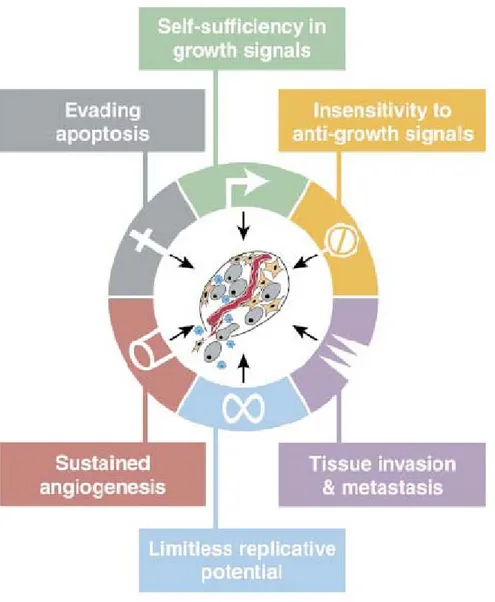 Figure 2  Les six traits fondamentaux du cancer. (Figure tirée de  (3)) 