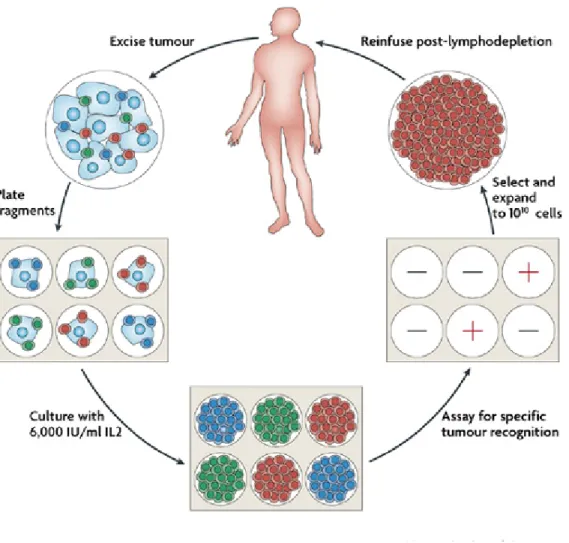Figure 4  Génération de lymphocytes T anti-tumoraux utilisés pour le transfert  adoptif