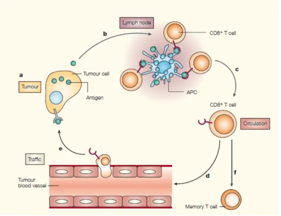 Figure 5  Les six étapes nécessaires pour une réponse anti-tumorale efficace  impliquant les lymphocytes T CD8 + 