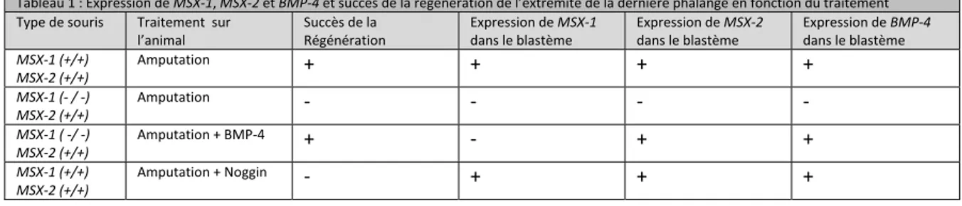 Tableau 1 : Expression de MSX-1, MSX-2 et BMP-4 et succès de la régénération de l’extrémité de la dernière phalange en fonction du traitement    Type de souris  Traitement  sur 