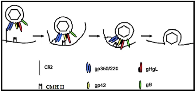 Figure 5 : Modèle hypothétique de l’entrée du virus dans les lymphocytes B.  L’interaction entre la gp350 et le CD21 permet d’amener le virus à proximité de la  membrane cellulaire et d’assurer l’interaction entre la gp42 et le CMH II