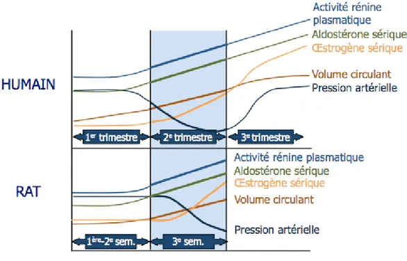 Figure 1.  Les modifications hémodynamiques et hormonales au cours de la  grossesse chez l’humain et le rat