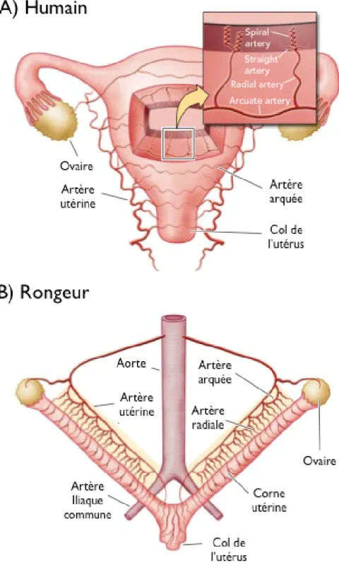 Figure 2.  La circulation utérine chez l’humain (A) et le rat (B) (adapté de Osol  and Mandala 2009)