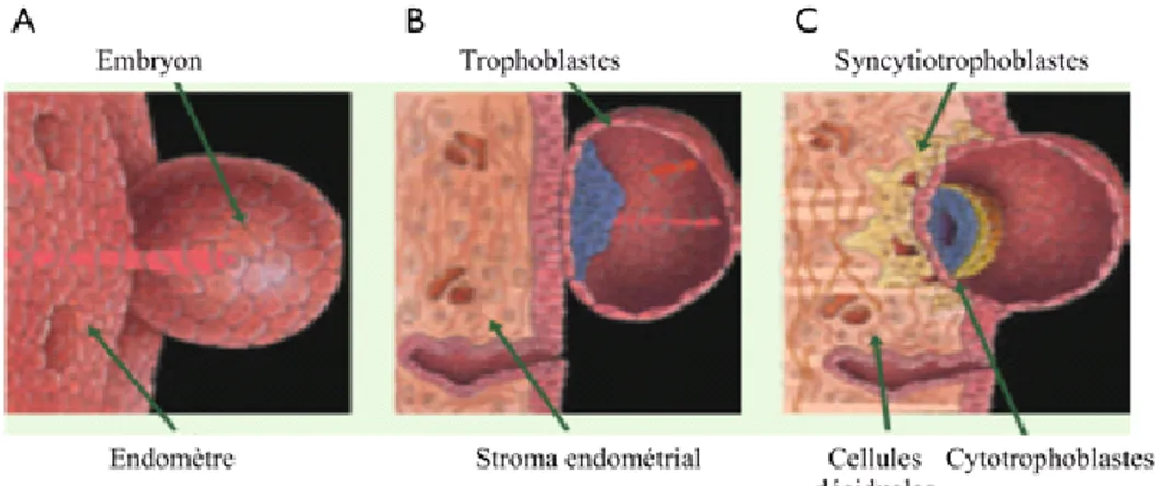 Figure 4.  Le développement du placenta.  