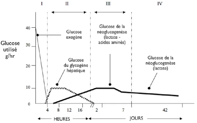 Figure 6.  Les quatre phases de l’homéostasie du glucose chez l’humain à l’âge  adulte (adapté de Joslin and Kahn 2005)
