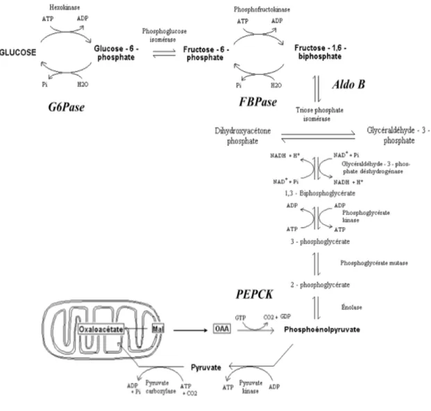 Figure 7.  Voie de la néoglucogenèse (formation du glucose à partir du pyruvate). 