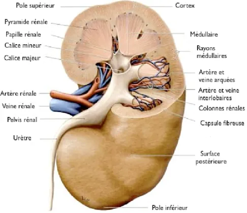 Figure 8.   Structure macroscopique du rein. 