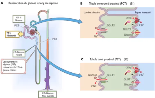 Figure 9.  Réabsorption rénale du glucose (adapté de Lee and Han 2007).