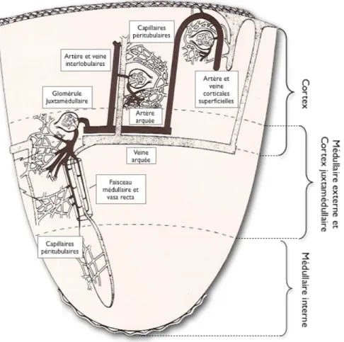Figure 10.  Le système vasculaire du rein fœtal (adapté de McCrory 1972). 