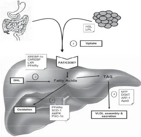 Figure 2. Taken from [Lavoie and Gauthier 2006] Overview of the four main pathways  involved in the development of nonalcoholic hepatic steatosis, and their regulatory factors