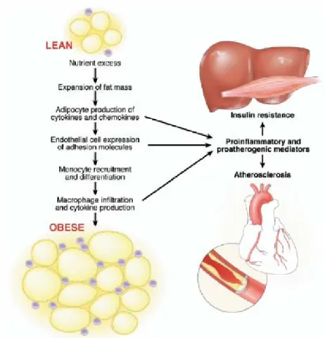 Figure 4. Taken from [Shoelson, Herrero et al. 2007] Potential mechanisms for obesity- obesity-induced adipocyte inflammation