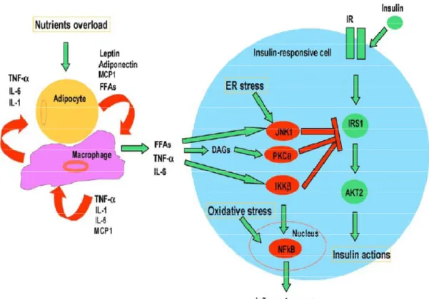 Figure 5. Taken from [Chen 2006] Hypothetical model of metabolic stress, cellular  inflammatory responses and effects on insulin signaling pathway