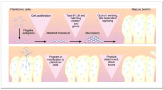 Figure 2. Représentation générale des étapes de formation de biofilm 10 .  