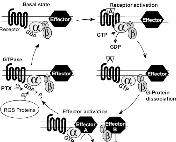 Figure 1.1 : Représentation schématique générale résumant l’activation des  protéines G hétérotrimériques via les récepteurs à 7 domaines  transmembranaires