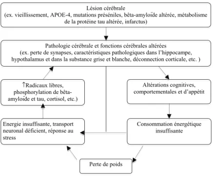 Figure 1 - Le rôle potentiel d'une prise alimentaire insuffisante et de la perte de poids   sur la détérioration cognitive 