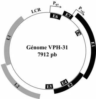 Figure 1. Représentation du génome de VPH31.  