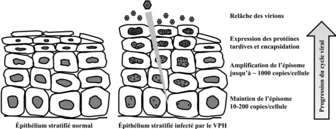 Figure 2. Progression du cycle viral avec la différenciation des kératinocytes. 