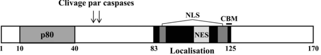 Figure 4. Représentation schématique de la région N-terminale de E1 du type VPH31.   Le domaine de liaison à p80, les sites de clivage par les caspases et le module de  localisation sont représentés
