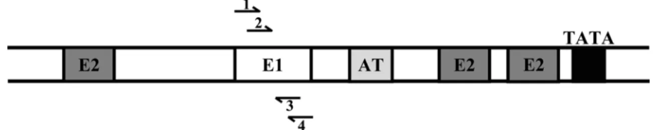 Figure 5. Représentation schématique des sites de liaison à E1 et à E2 dans l’origine  de réplication du VPH