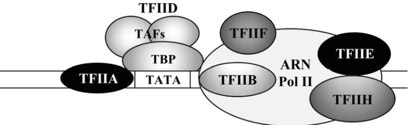 Figure 6. Représentation des principales sous-unités du complexe de pré-initiation de  la transcription par l’ARN polymérase II lié à l’ADN sur un promoteur