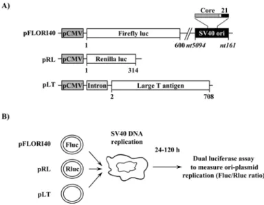 Fig. 1. Principle of the luciferase SV40 DNA replication assay.  