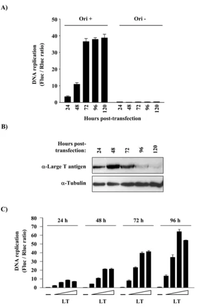 Fig. 2. Dependence of the SV40 DNA replication assay on time and expression of T  antigen