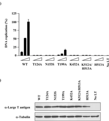 Fig. 3. Validation of the SV40 DNA replication assay using T antigen mutants.  