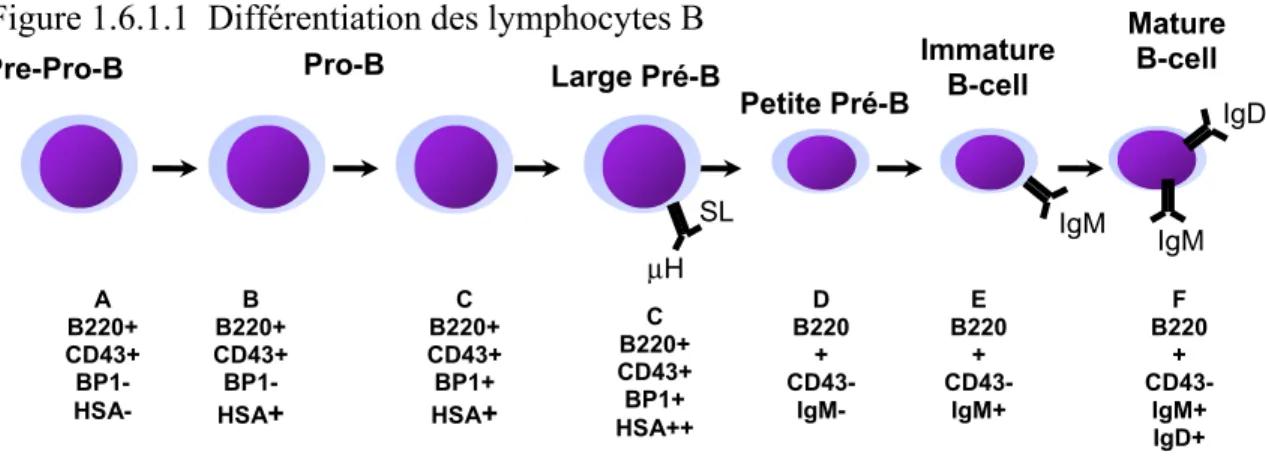 Figure 1.6.1.1  Différentiation des lymphocytes B 