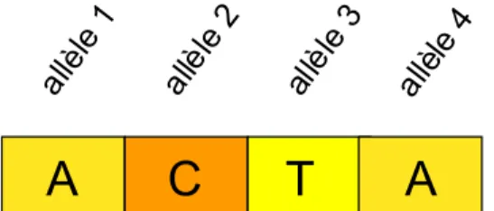 Figure 5 : Représentation d’un haplotype. 