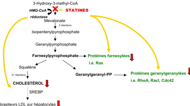 Figure  3.  La  voie  de  l’HGM-CoA  réductase.  Les  composants  en  vert  sont  les  effecteurs  responsables de certains effets pléiotropiques (non reliés à la réduction du cholestérol) des  statines